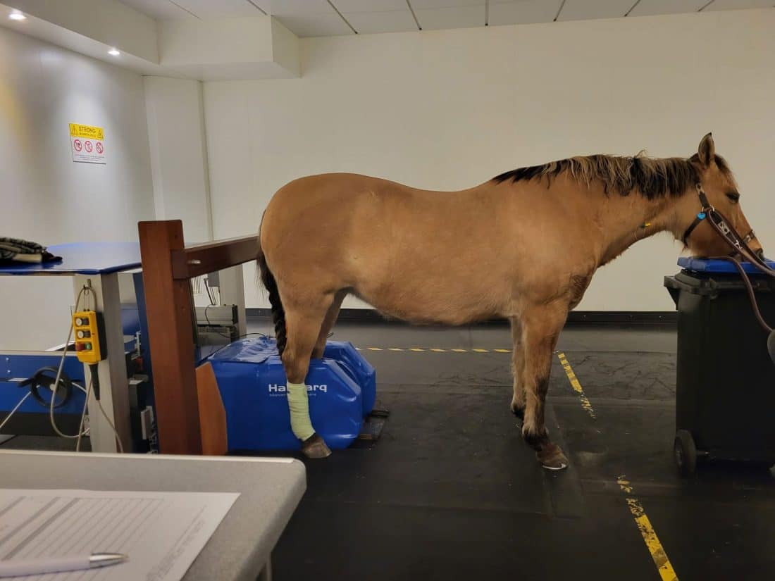 MRT-Untersuchung in der Tierklinik Telgte