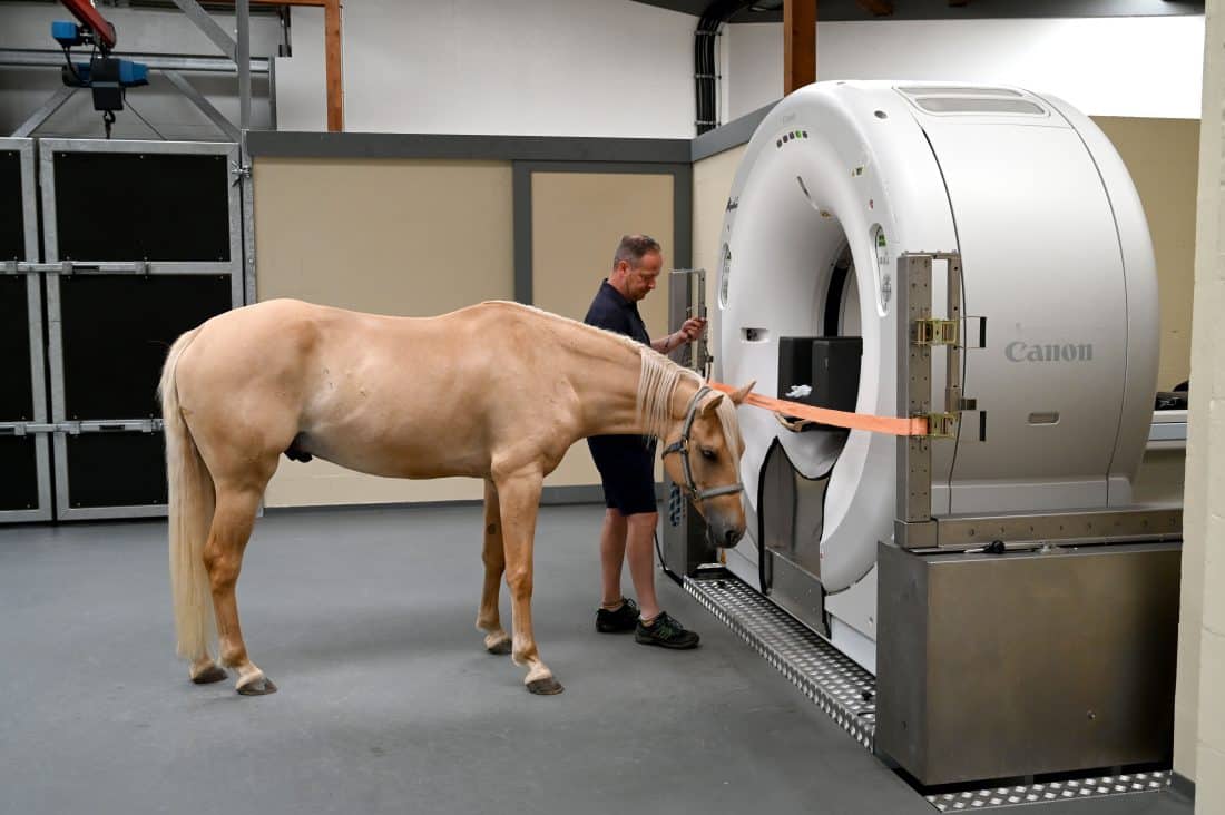CT-Untersuchung in der Tierklinik Telgte